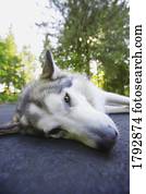 Husky laying down on roadway