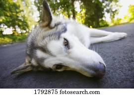 Husky laying down
