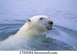 natação urso polar