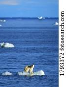 Polar Bear on Iceberg