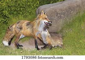 raposa vermelha, e, equipamento