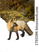 raposa vermelha, em, neve