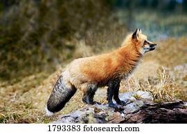 raposa vermelha, ligado, pedras