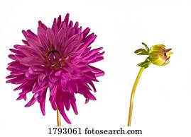 roxo, dahlia, e, broto