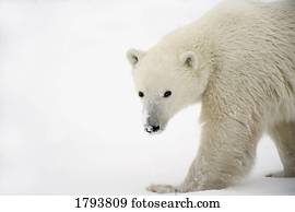 urso polar