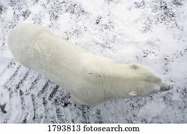 urso polar