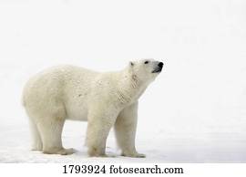 urso polar