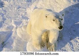 urso polar