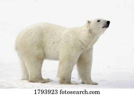 urso polar, cheirar