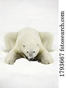 urso polar