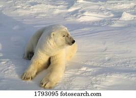 urso polar, mentindo, em, neve
