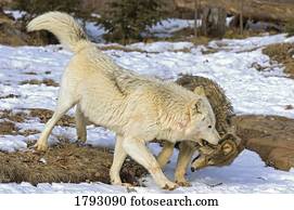 Wolf interaction