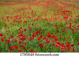 campo, de, papoulas
