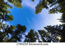 floresta, de, um, ângulo baixo