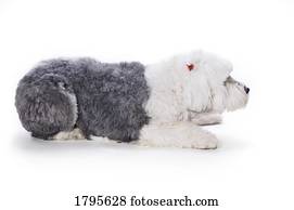 Old English Sheepdog on white background
