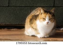 retrato, de, um, gato