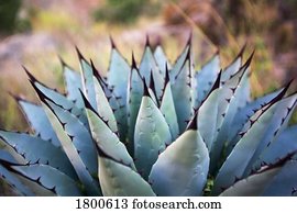 Agave plant
