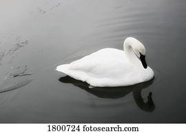 cisne, em, água tranqüila