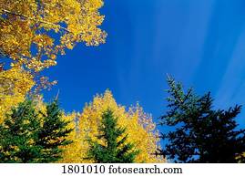 copas árvore, em, a, outono