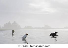 Dogs enjoying tranquility on the shore
