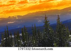 dourado, céu, acima, selva