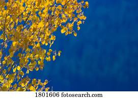 Fall aspen tree colors  