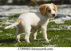 filhote cachorro, tocando, em, a, neve