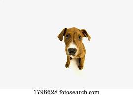 High angle view of a dog