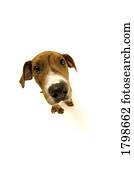 High angle view of a dog