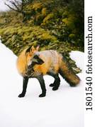 raposa, ligado, neve