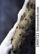 tronco árvore, com, neve, ligado, aquilo