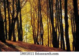 um, floresta, em, a, outono