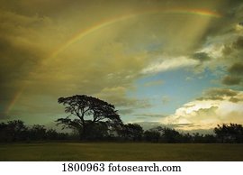 무지개, 위의, a, 들판, 의, 나무