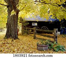 cabana, com, outono, árvore, e, cerca