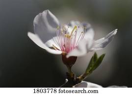 Closeup of an almond blossom