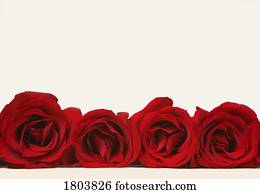 fila rosas vermelhas