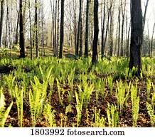 floresta, em, cedo, primavera, com, árvores, e, plantas