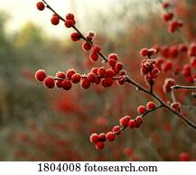 geada, ligado, bagas vermelhas