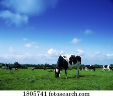 Holstein-Fresian Cattle, Ireland