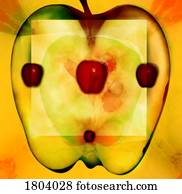 Illustration of an apple