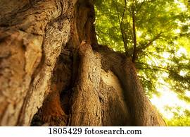 Low angle view of tree