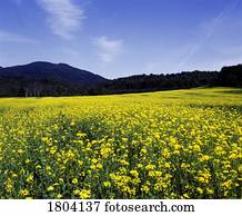 Meadow with yellow flowers and mountain on horizon, Eastern townships, Quebec, Canada
