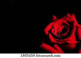 Red rose on black background