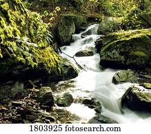 rio, com, pedras, em, a, floresta