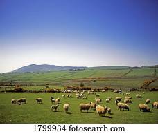 Sheep, ligado, Cooley, península, em, município, Louth, irlanda
