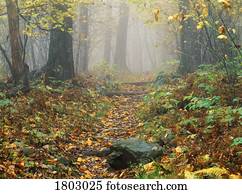 Shenandoah National Park in Virginia