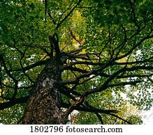 Tree, low angle view