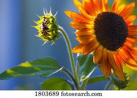 um, girassol, florescer, com, broto