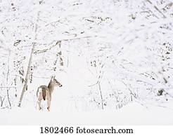 veado, em, um, floresta