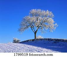 árvore, em, inverno, irlanda